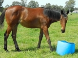 Yearling Street Sense filly. 